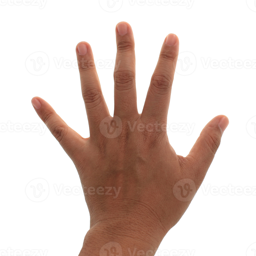 hand on transparent background png file