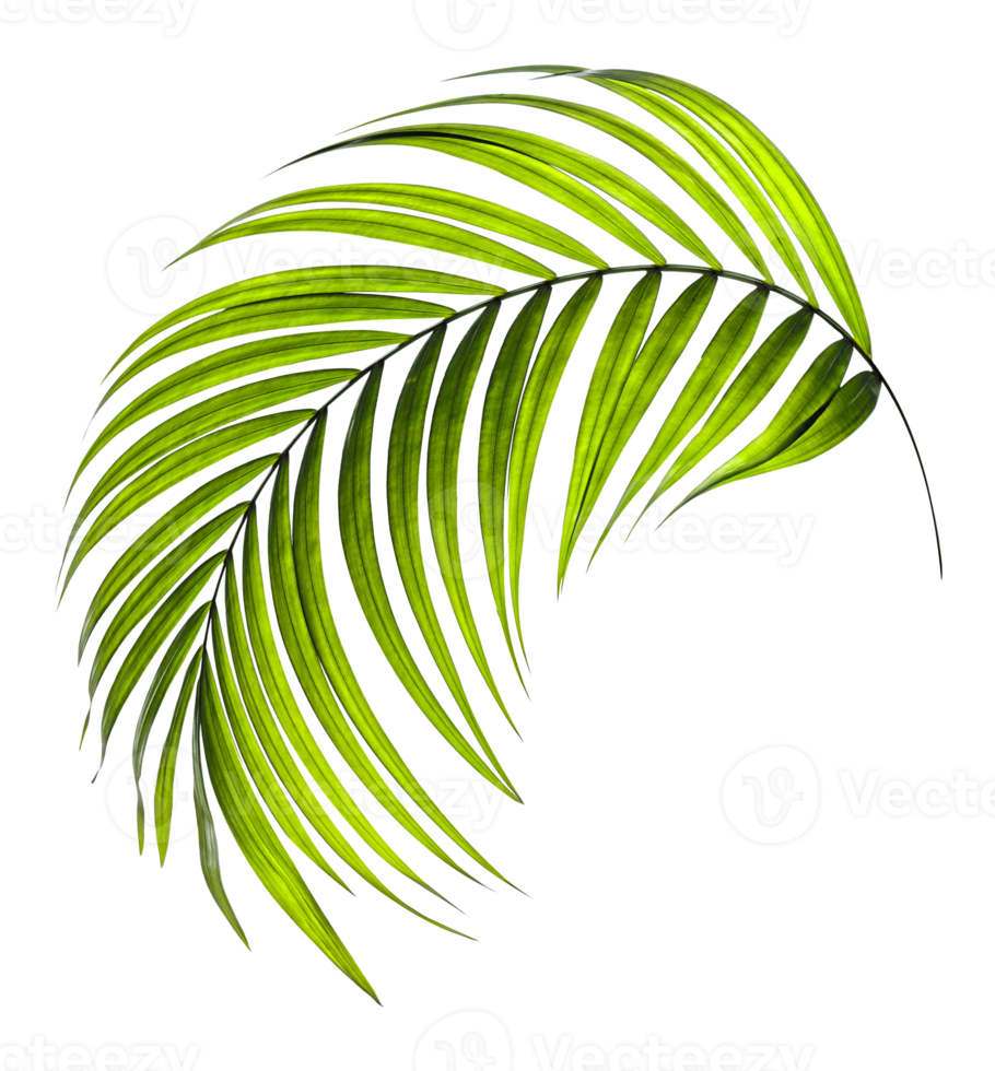 Green leaves of palm tree on transparent background png file