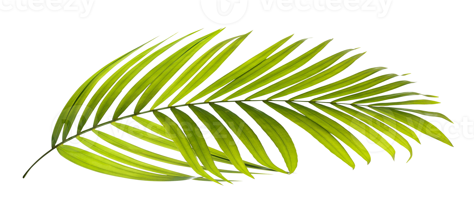 Green leaves of palm tree on transparent background png file