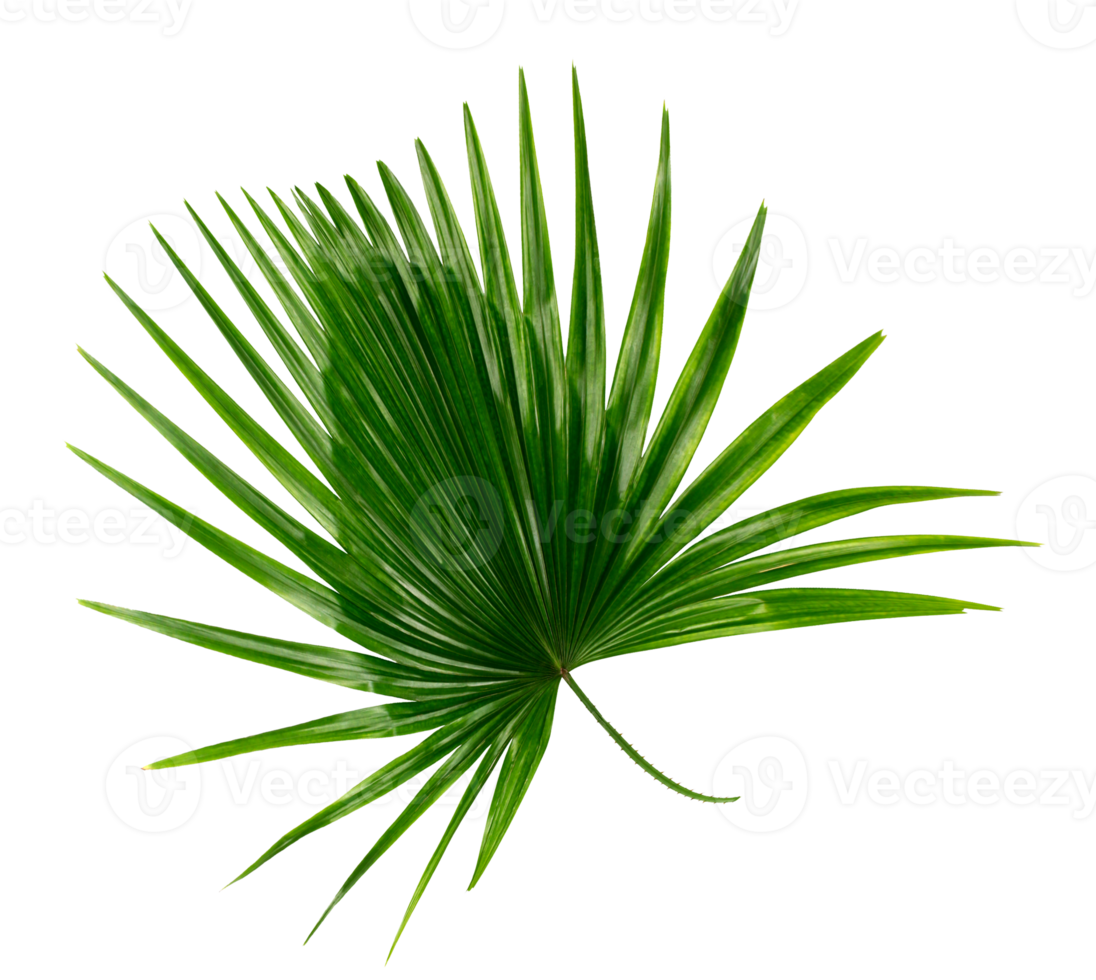 Green leaf of palm tree on transparent background png file