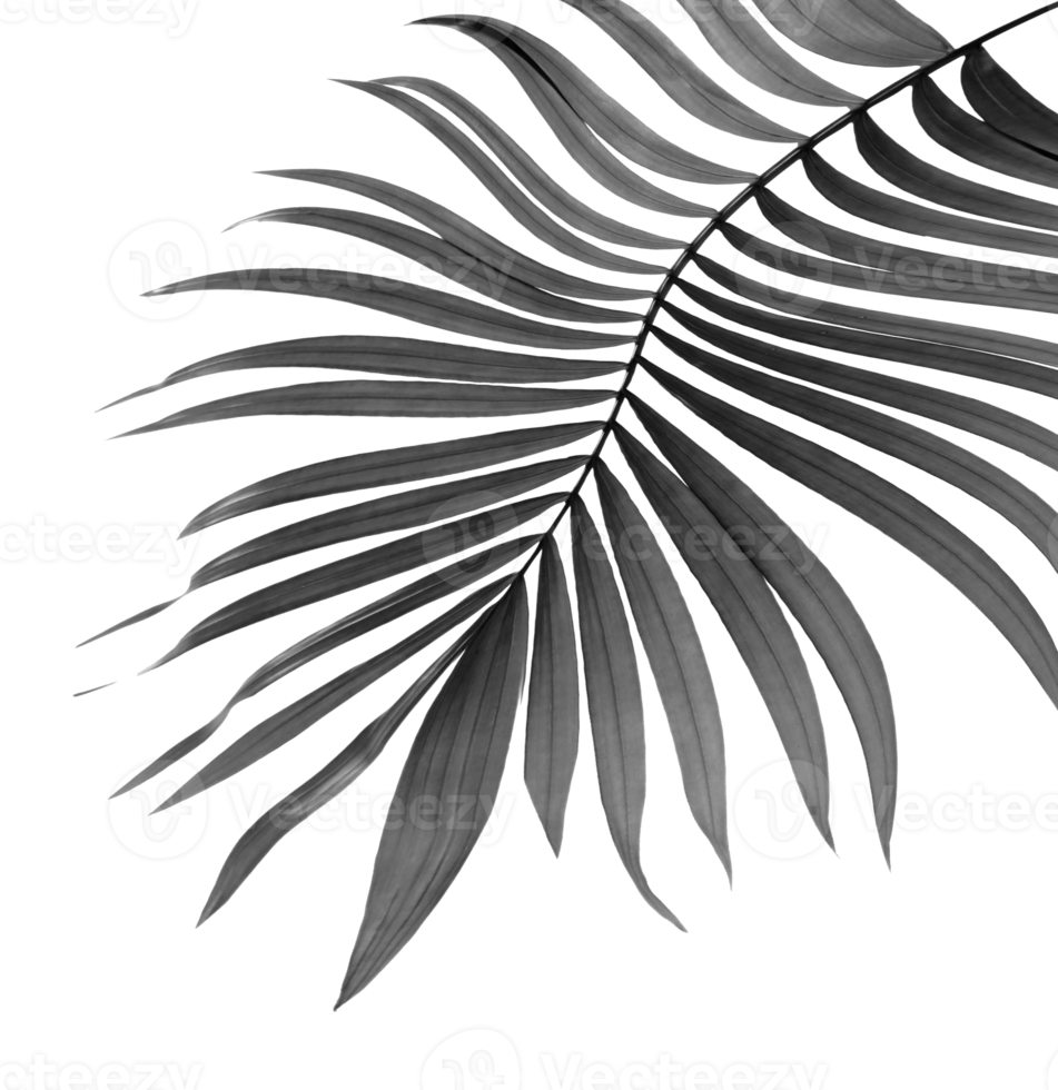 black leaves of palm tree on transparent background png file