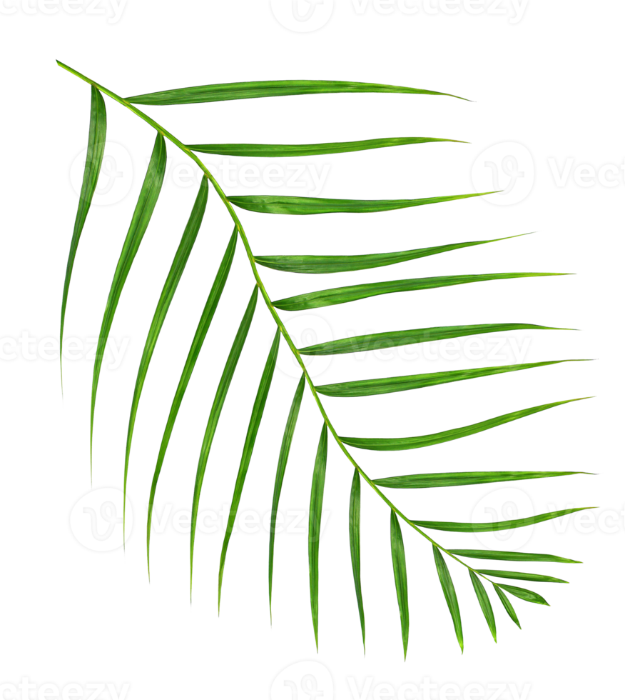 Green leaf of palm tree isolated on transparent background png file