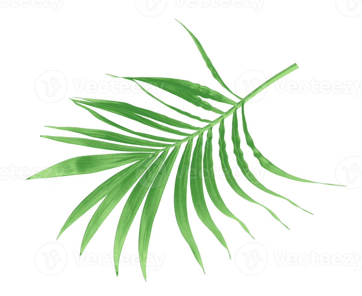 feuille verte de palmier isolé sur fond transparent fichier png