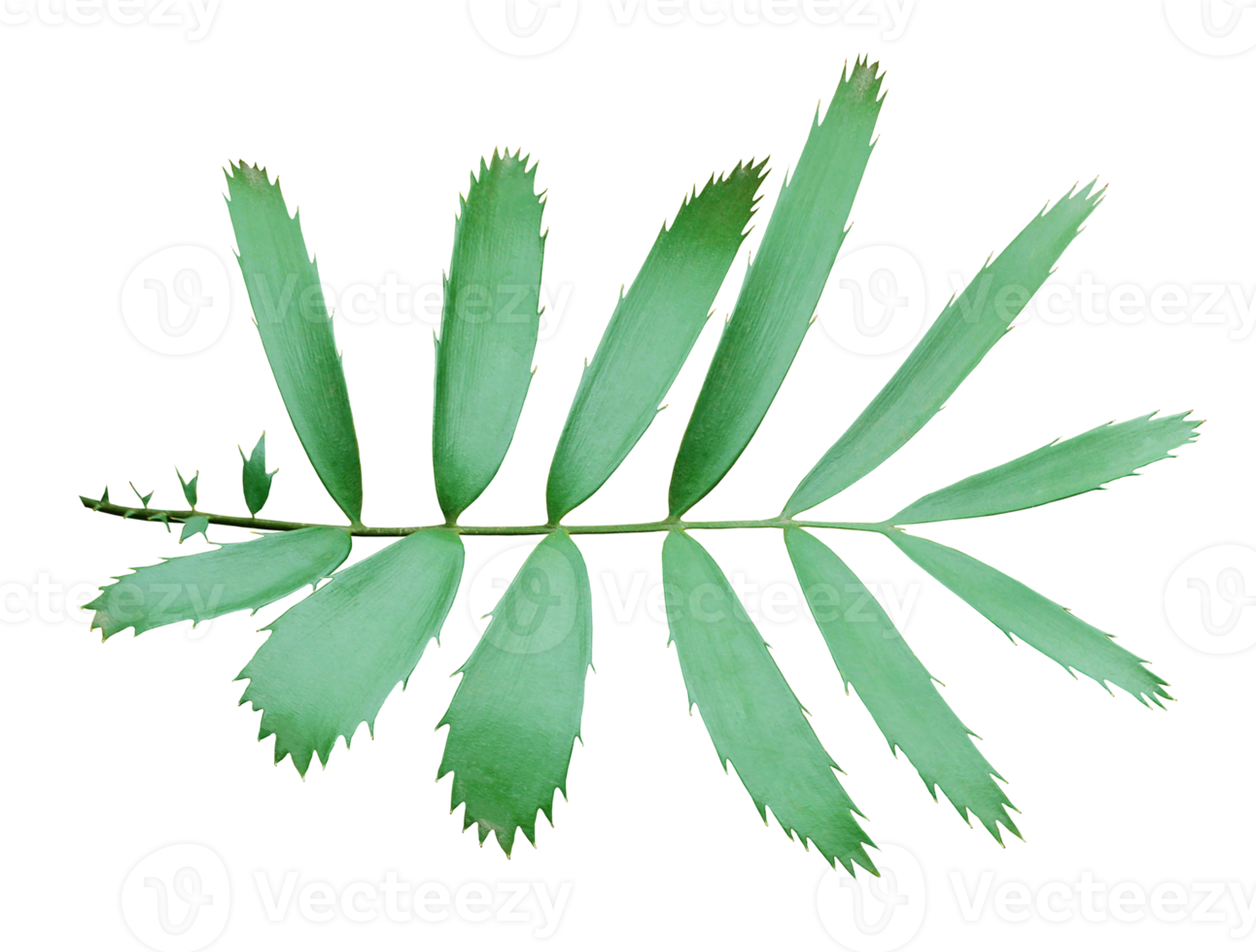 green palm leaf isolated on transparent background png file