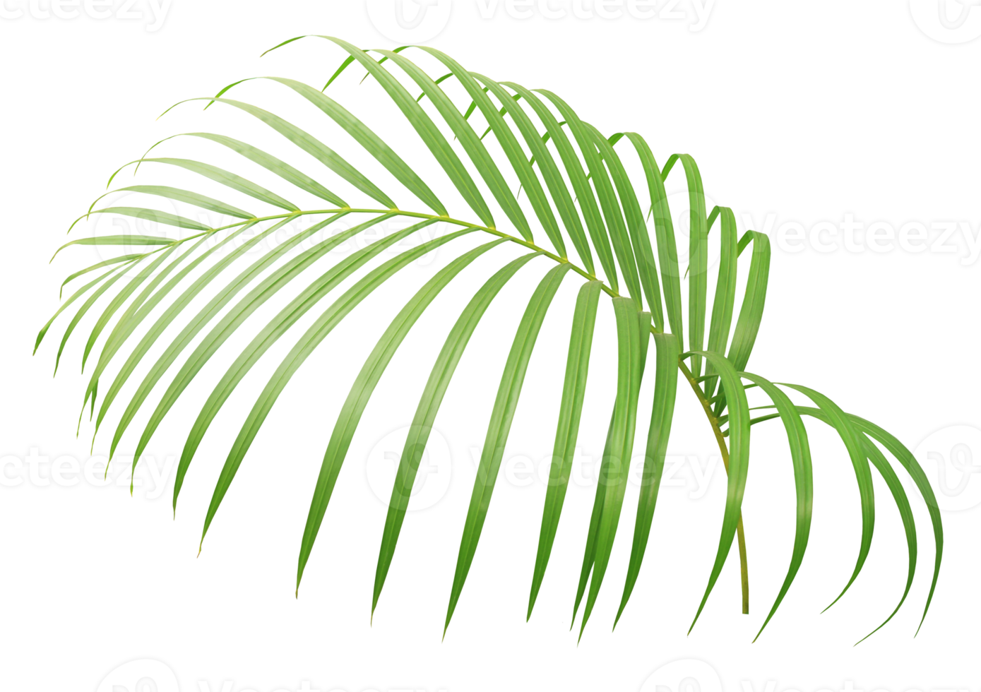 palm tree leaf on transparent background png file