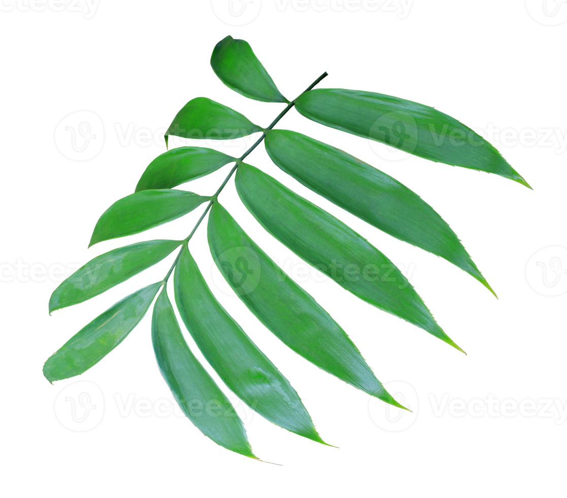 green palm leaf isolated on transparent background png file