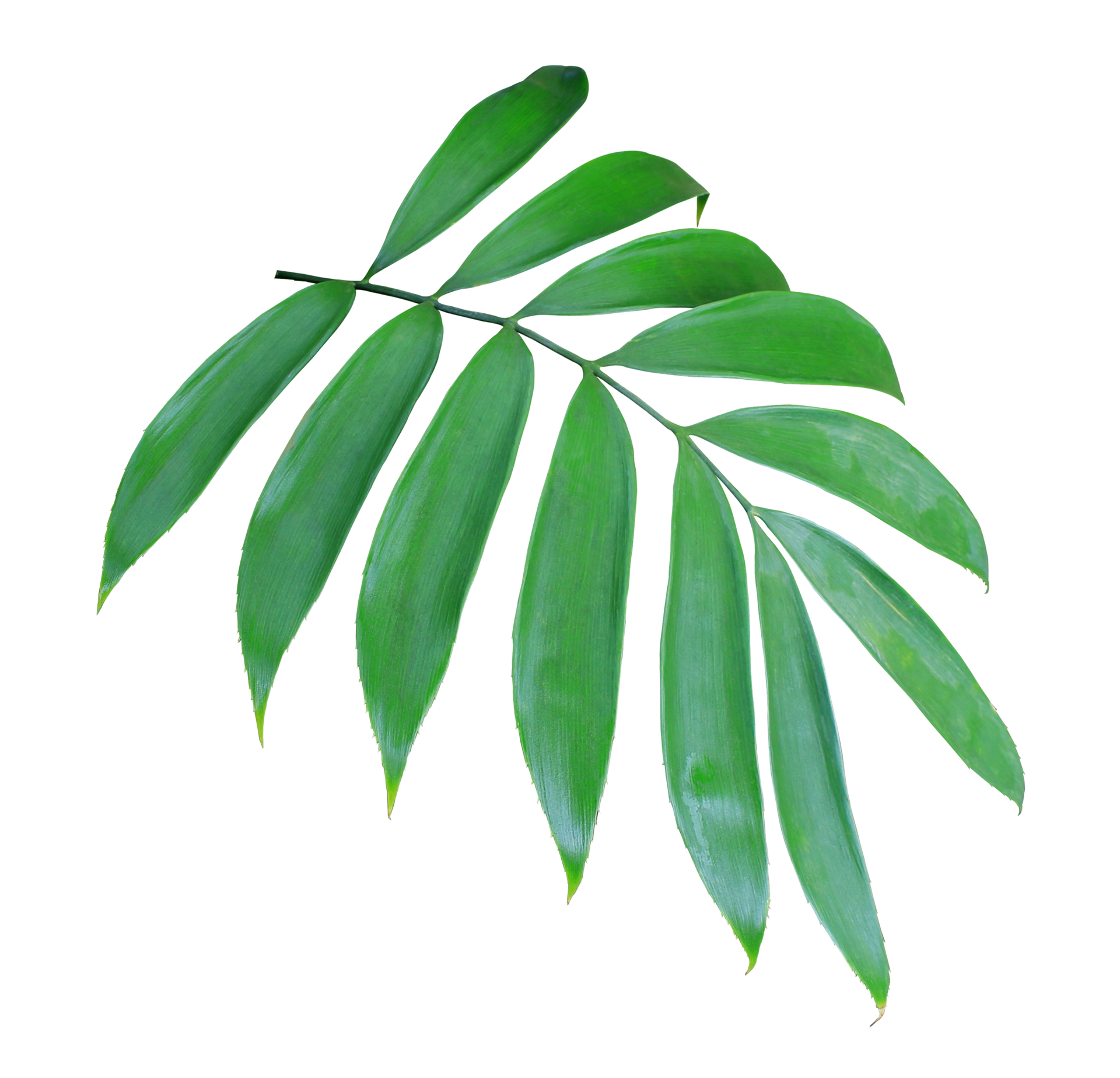 green palm leaf isolated on transparent background png file 9308213 PNG