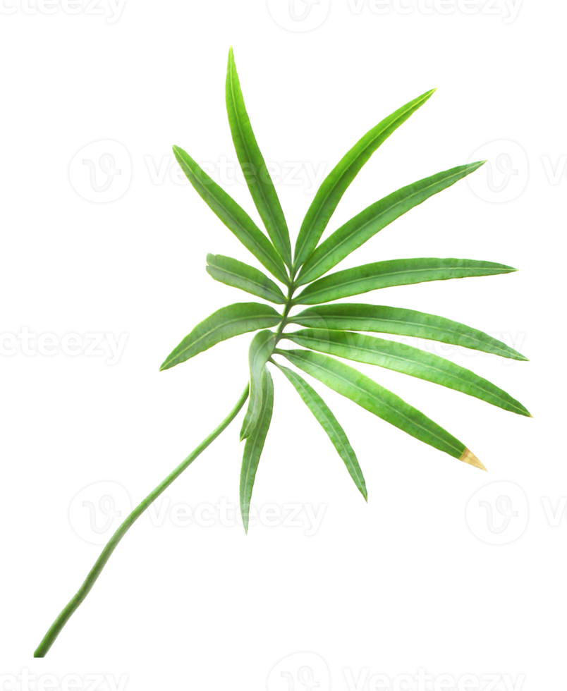 palm tree leaf on transparent background png file