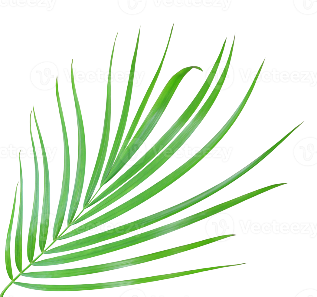 green palm leaf isolated on transparent background png file