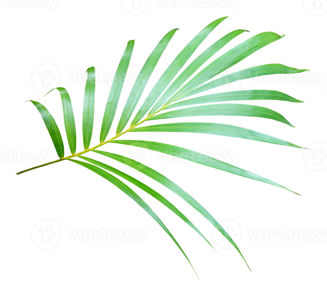 palm tree leaf on transparent background png file