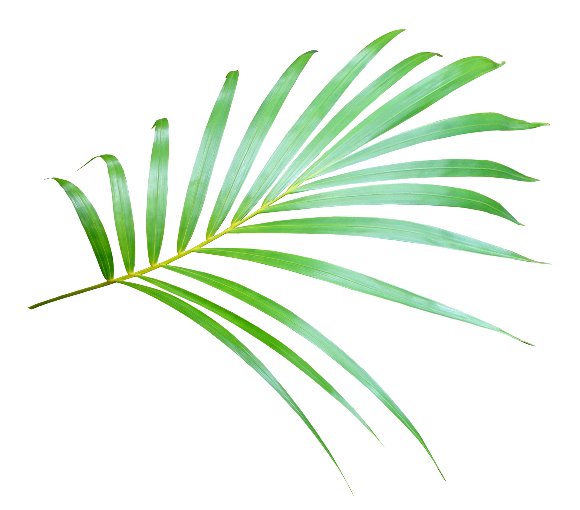Free Palmboomblad Op Transparante Achtergrond Png Bestand Png