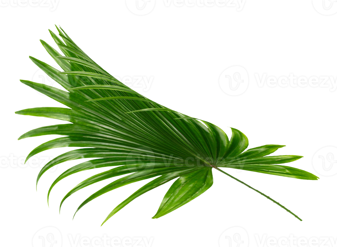 palm tree leaf on transparent background png file
