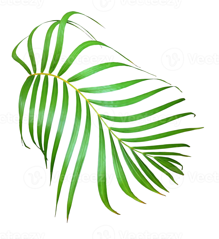palm tree leaf on transparent background png file