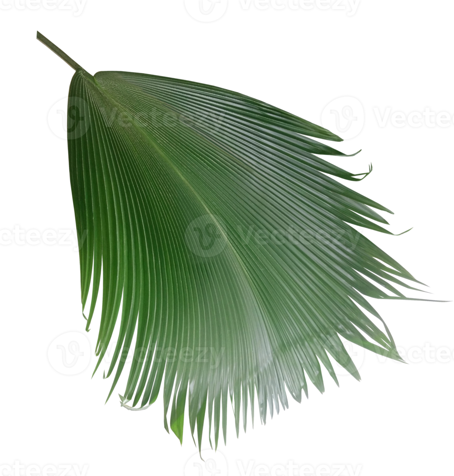 palm tree leaf on transparent background png file