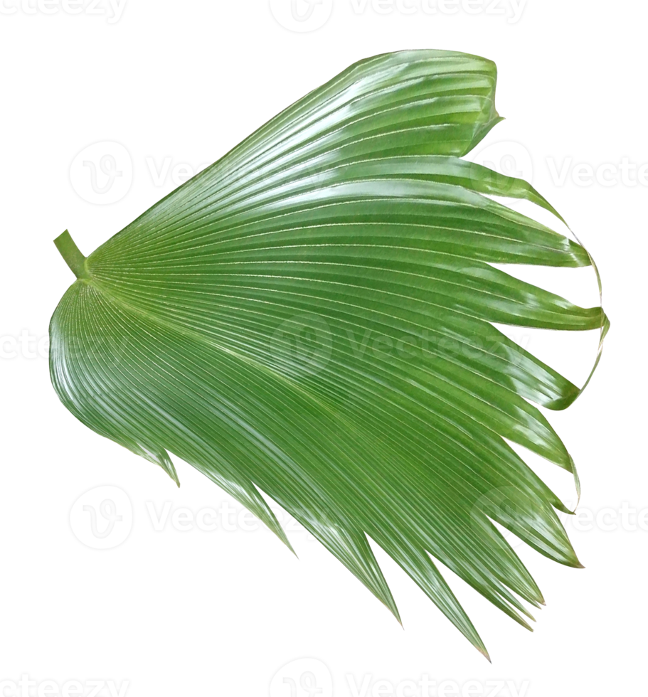 palm tree leaf on transparent background png file