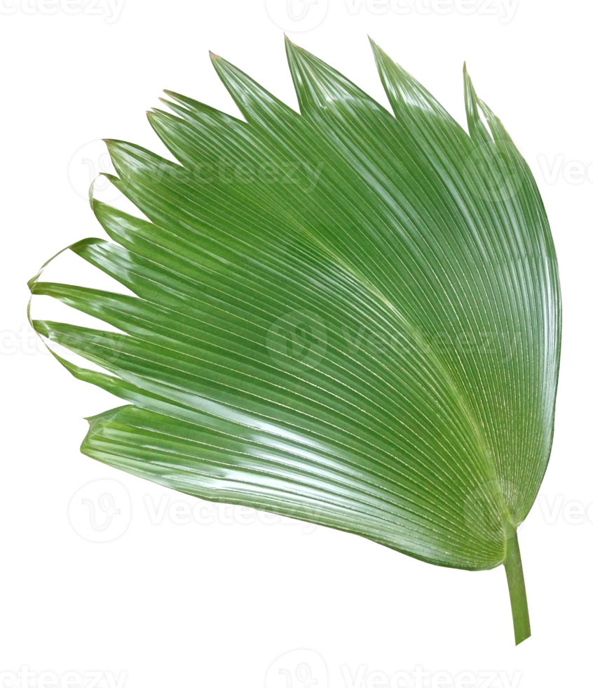 palm tree leaf on transparent background png file