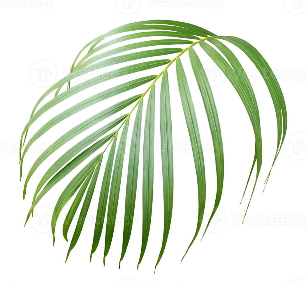 palm tree leaf on transparent background png file