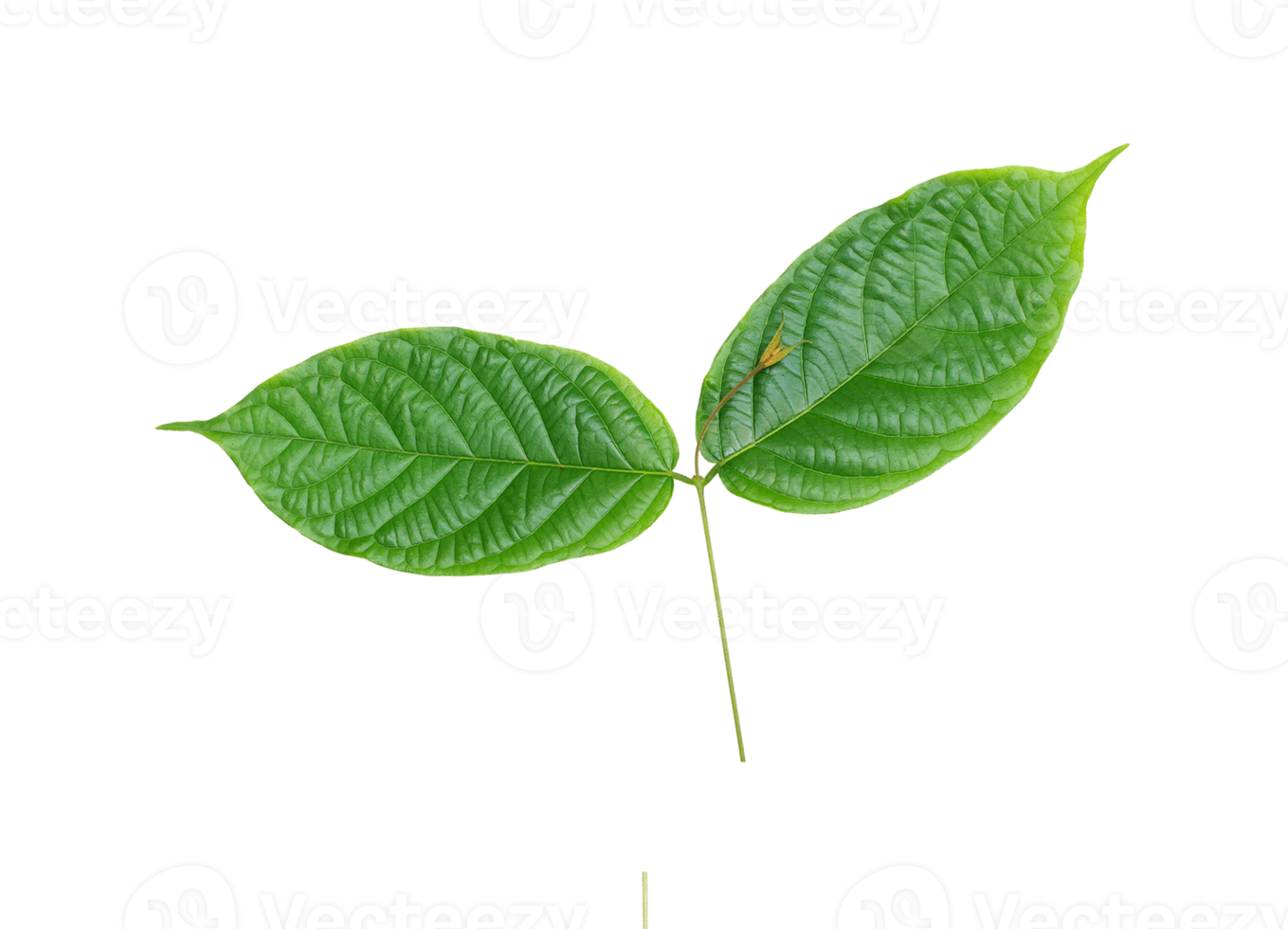 stjälk grönt blad isolerad på transparent bakgrund png-fil png