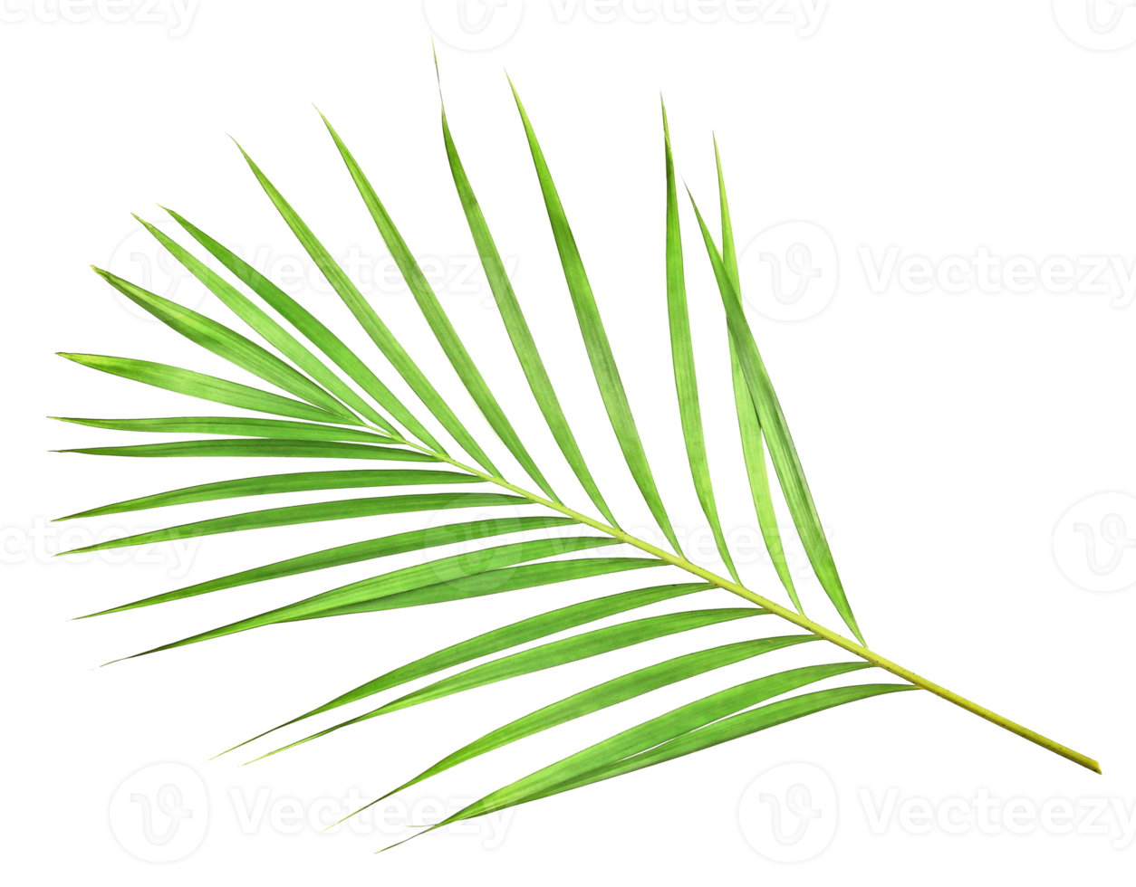 tropical nature green palm leaf isolated on transparent pattern background png file