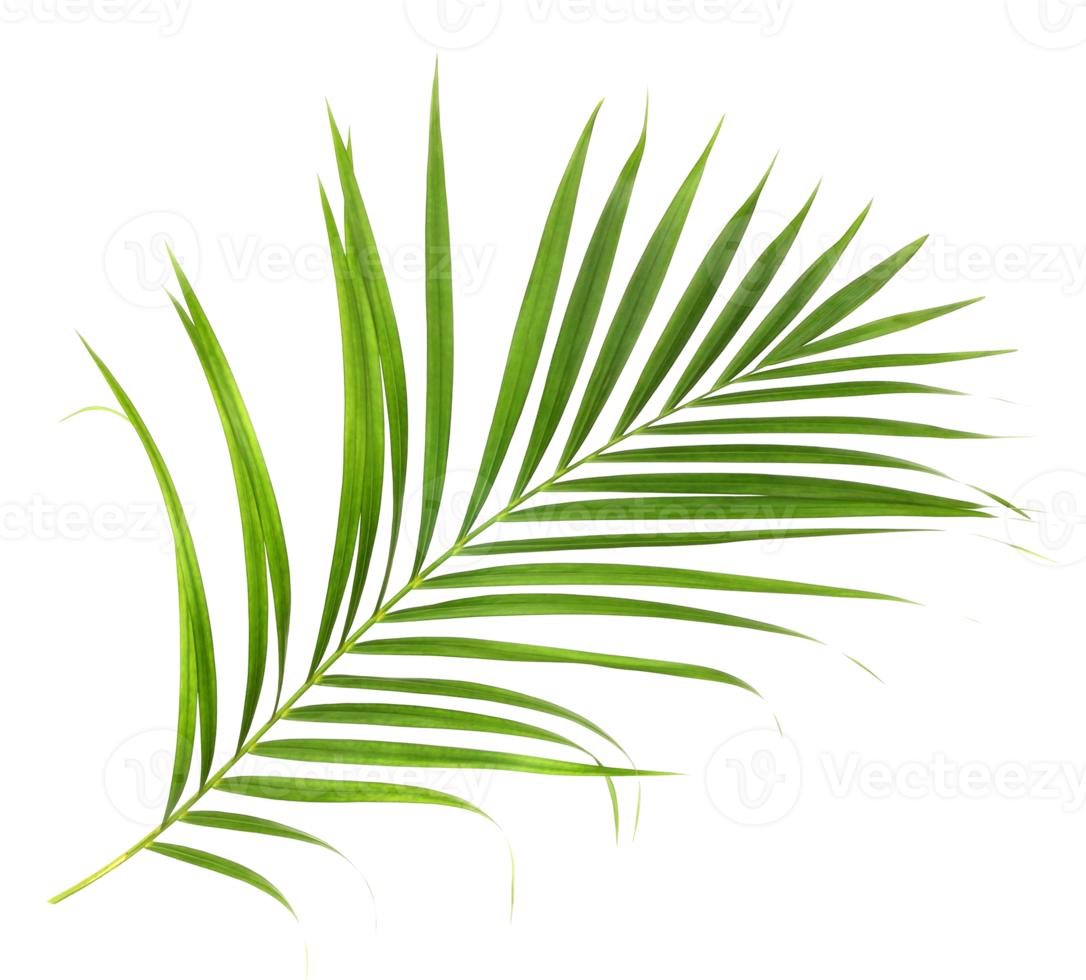 tropical nature green palm leaf isolated on transparent pattern background png file