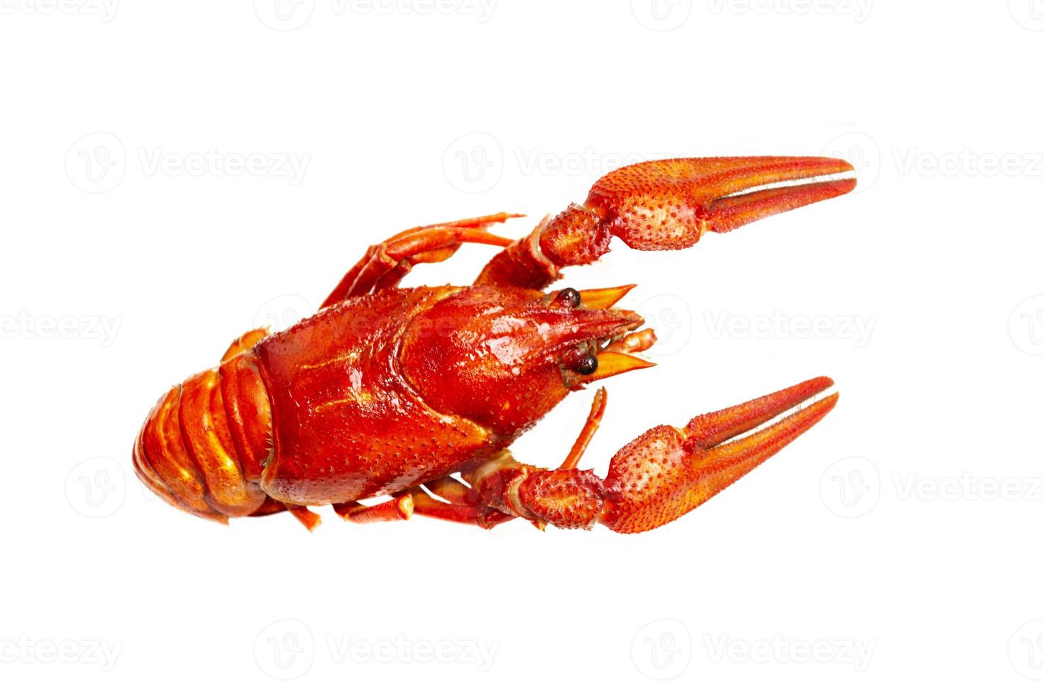 Top view of one single crayfish isolated on white background. photo