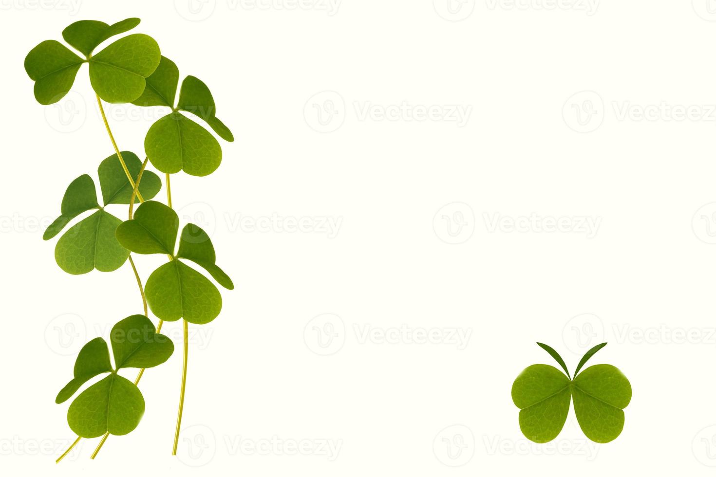 green clover leaves isolated on white background. St.Patrick 's Day photo