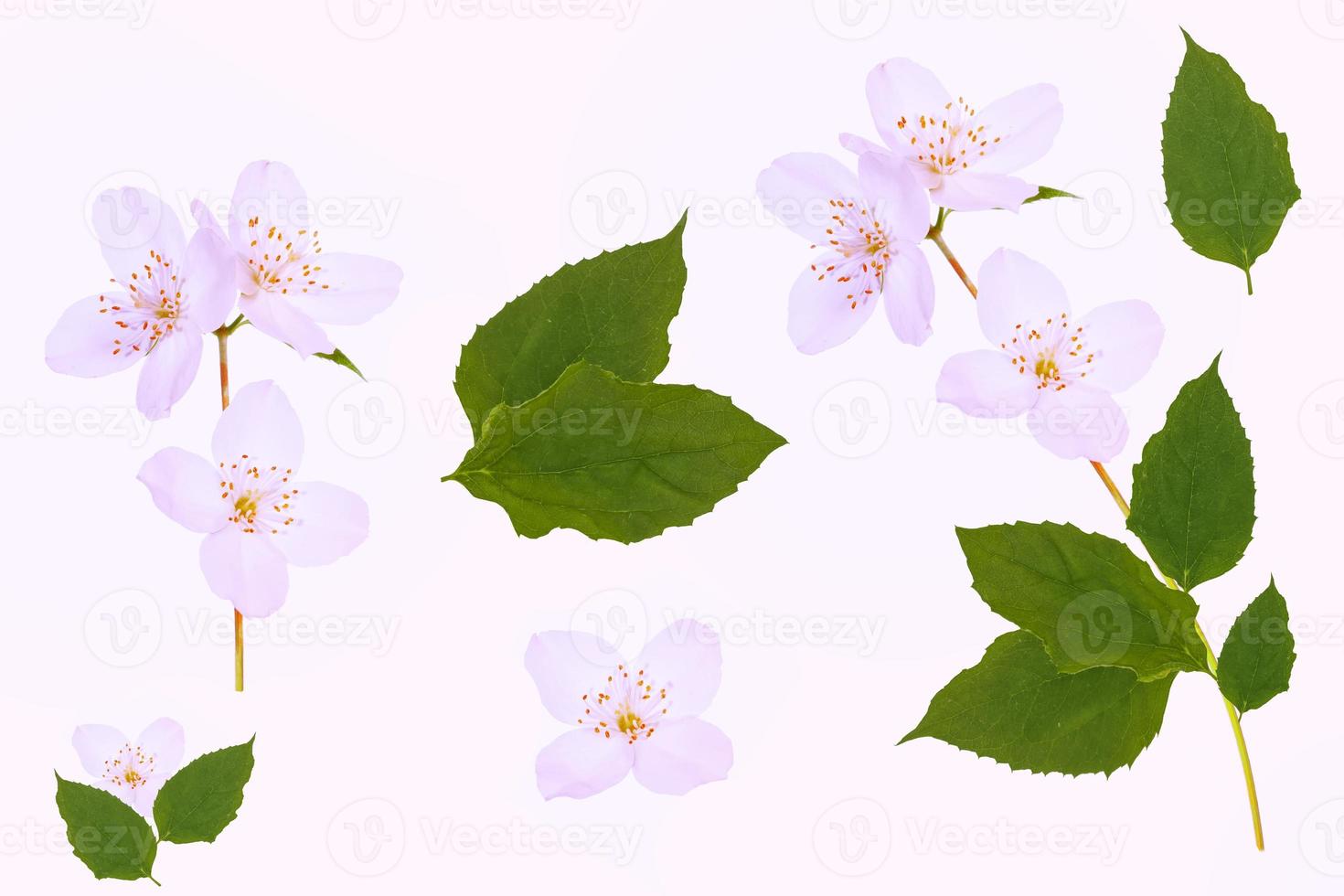 branch of jasmine flowers isolated on white background. photo