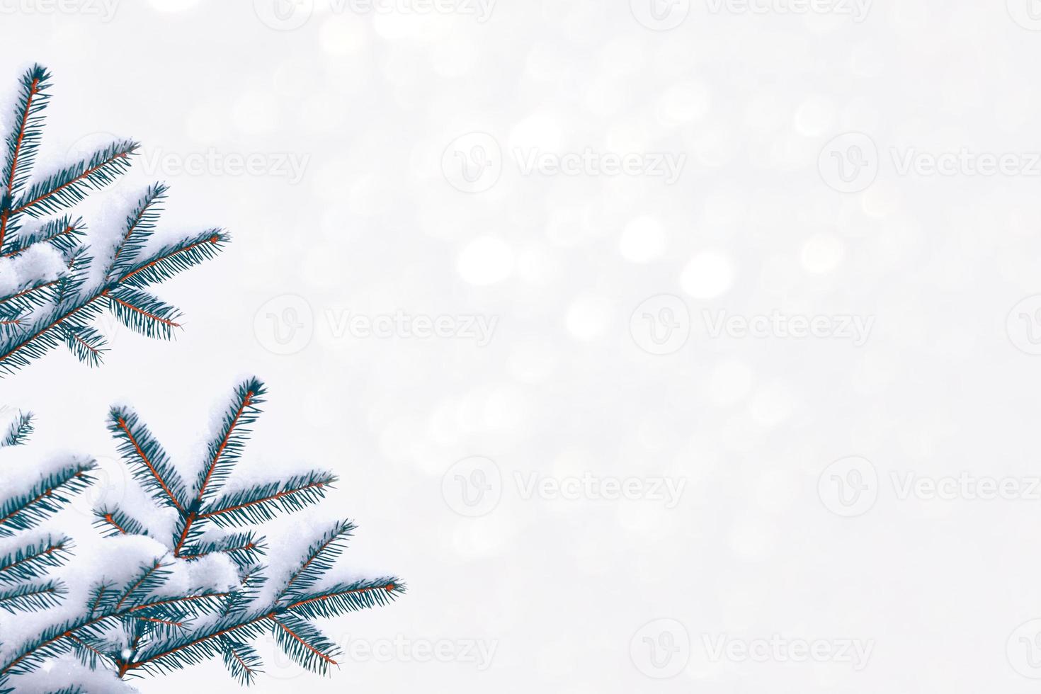 The branches of the snow covered  tree photo