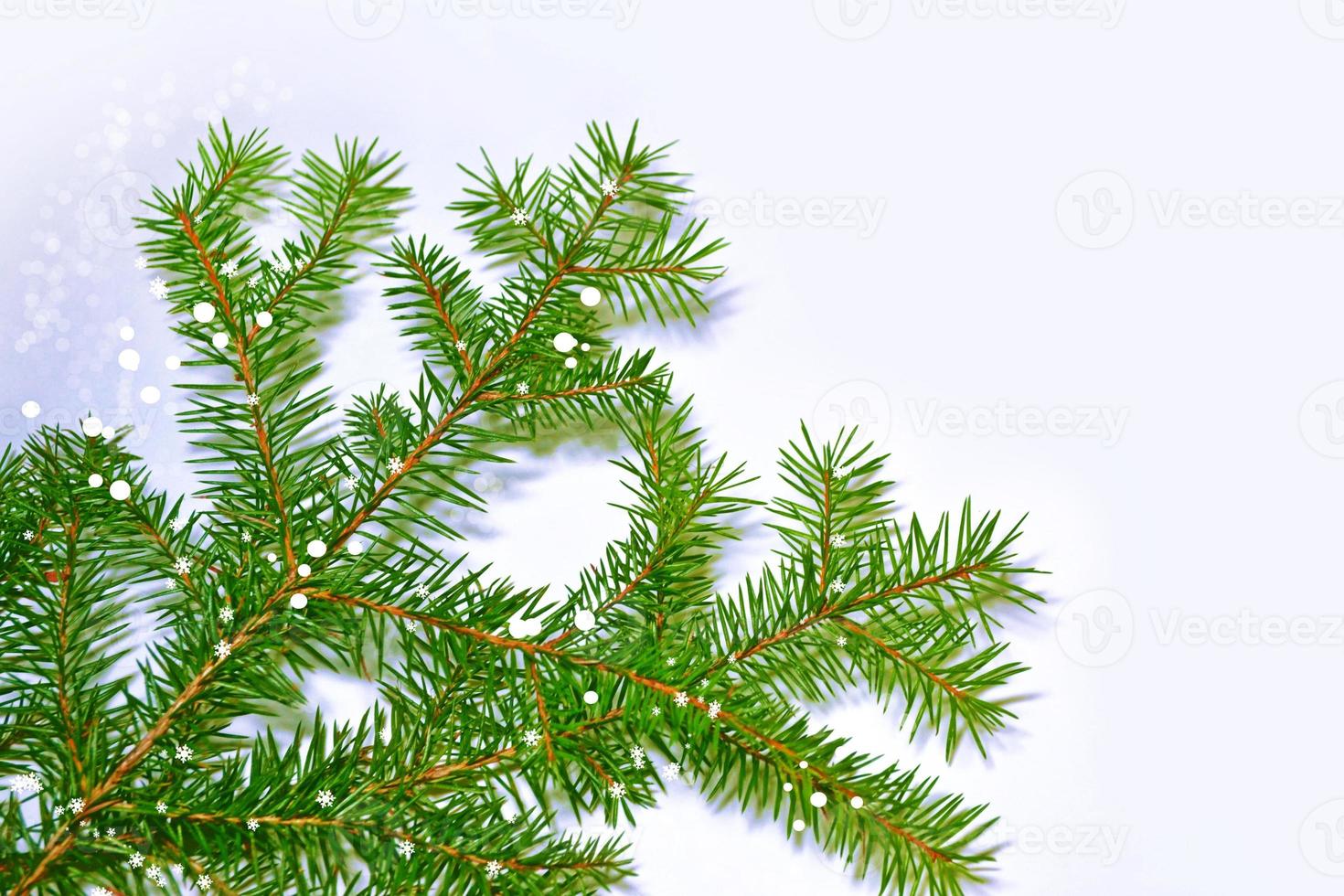 The branches of the snow covered  tree photo