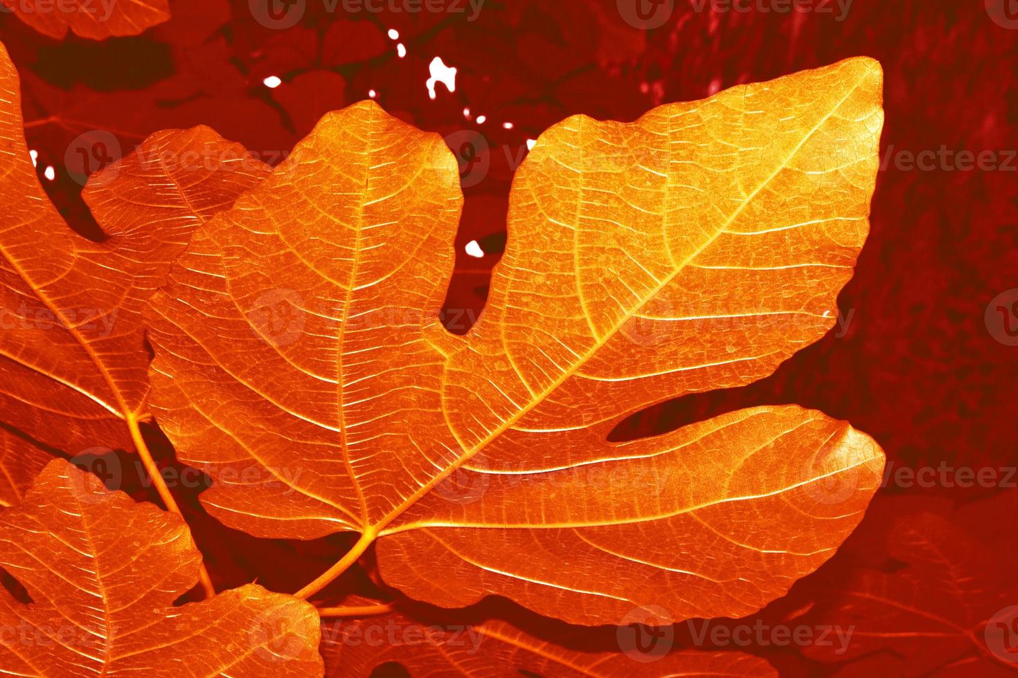 autumn landscape with bright colorful foliage. Indian summer. photo