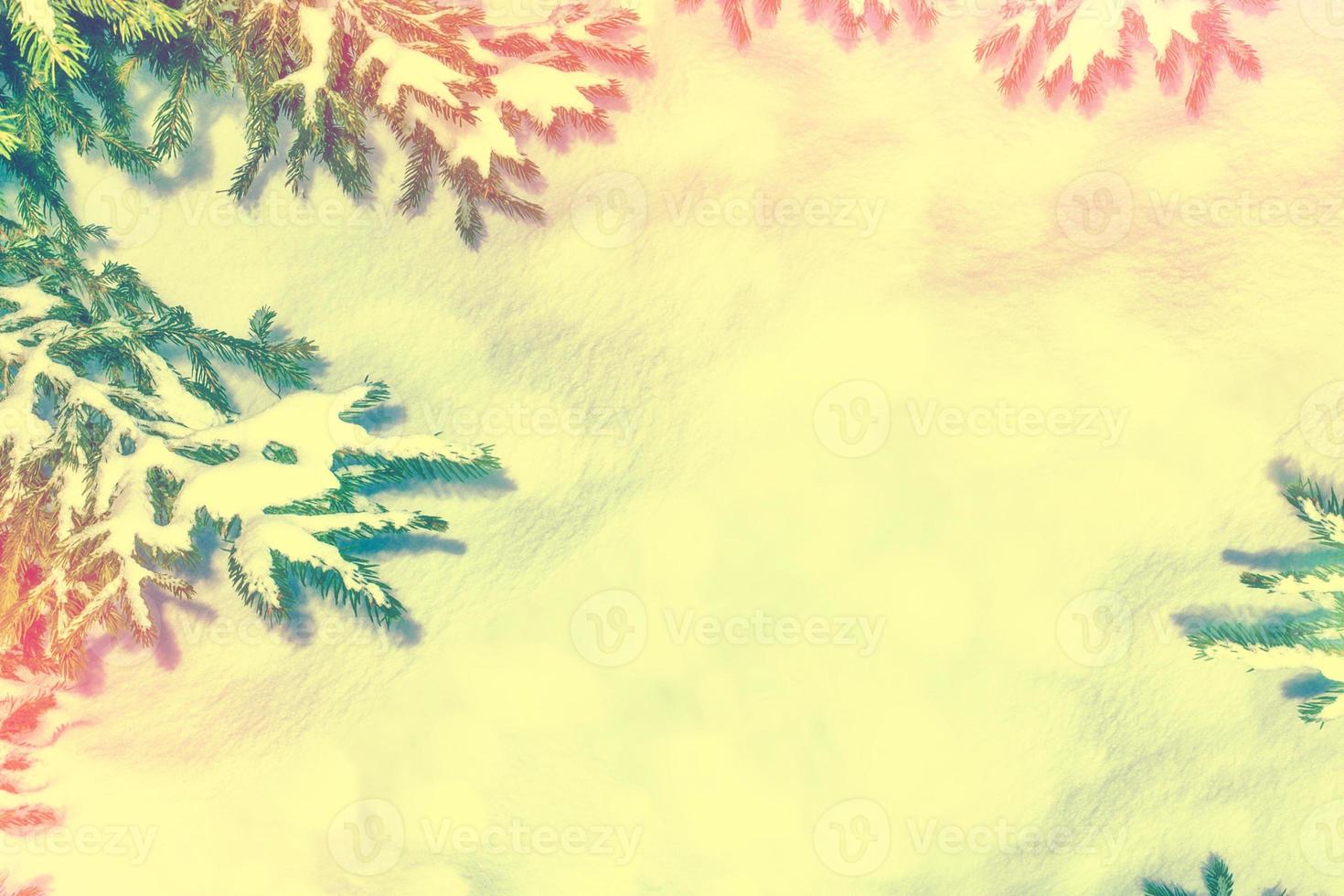 The branches of the snow covered tree Christmas tree photo