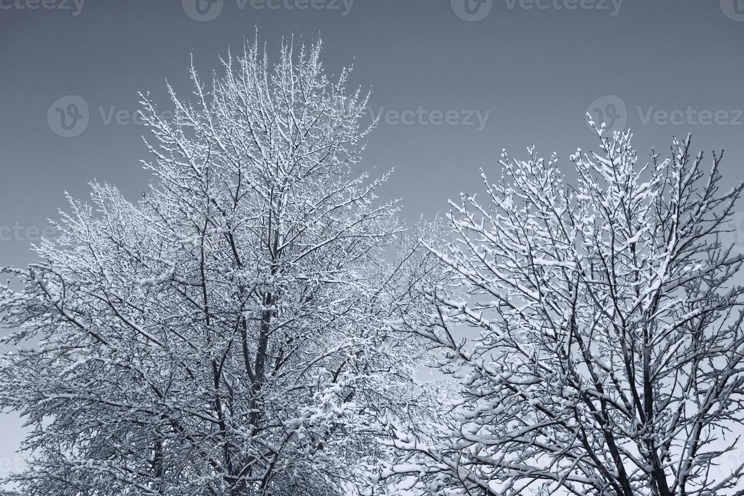 Frozen winter forest with snow covered trees. photo