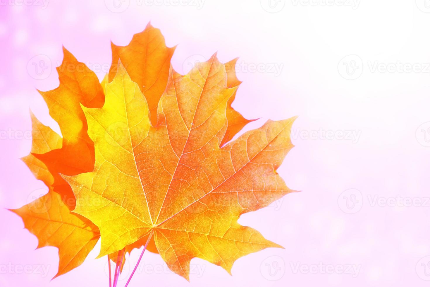 autumn landscape with bright colorful foliage. Indian summer. photo