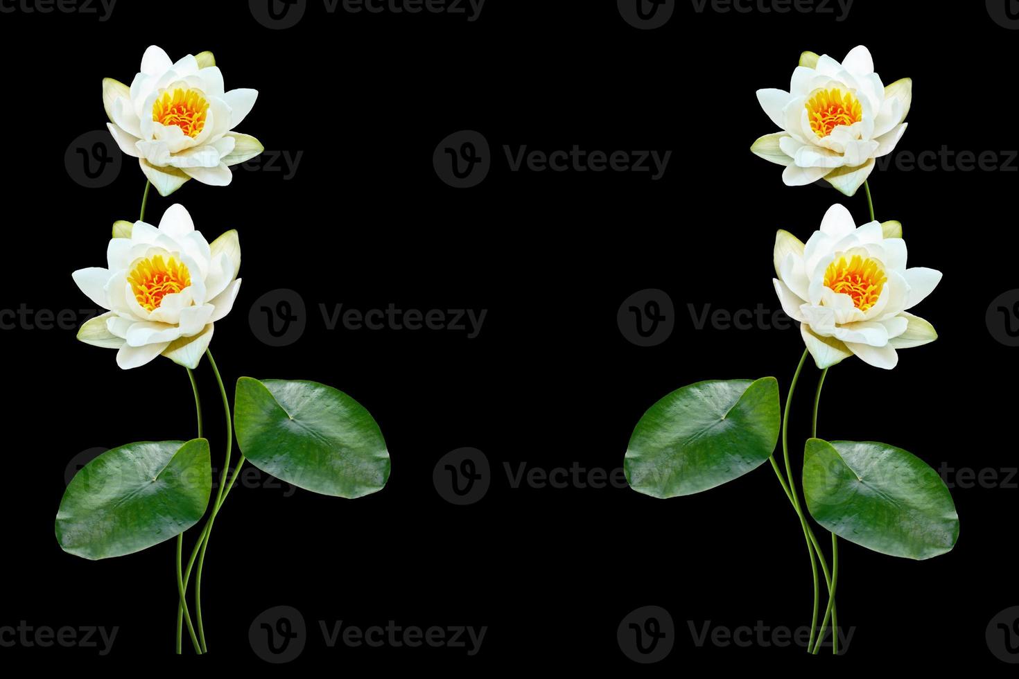 Flower water lily isolated on black background. photo