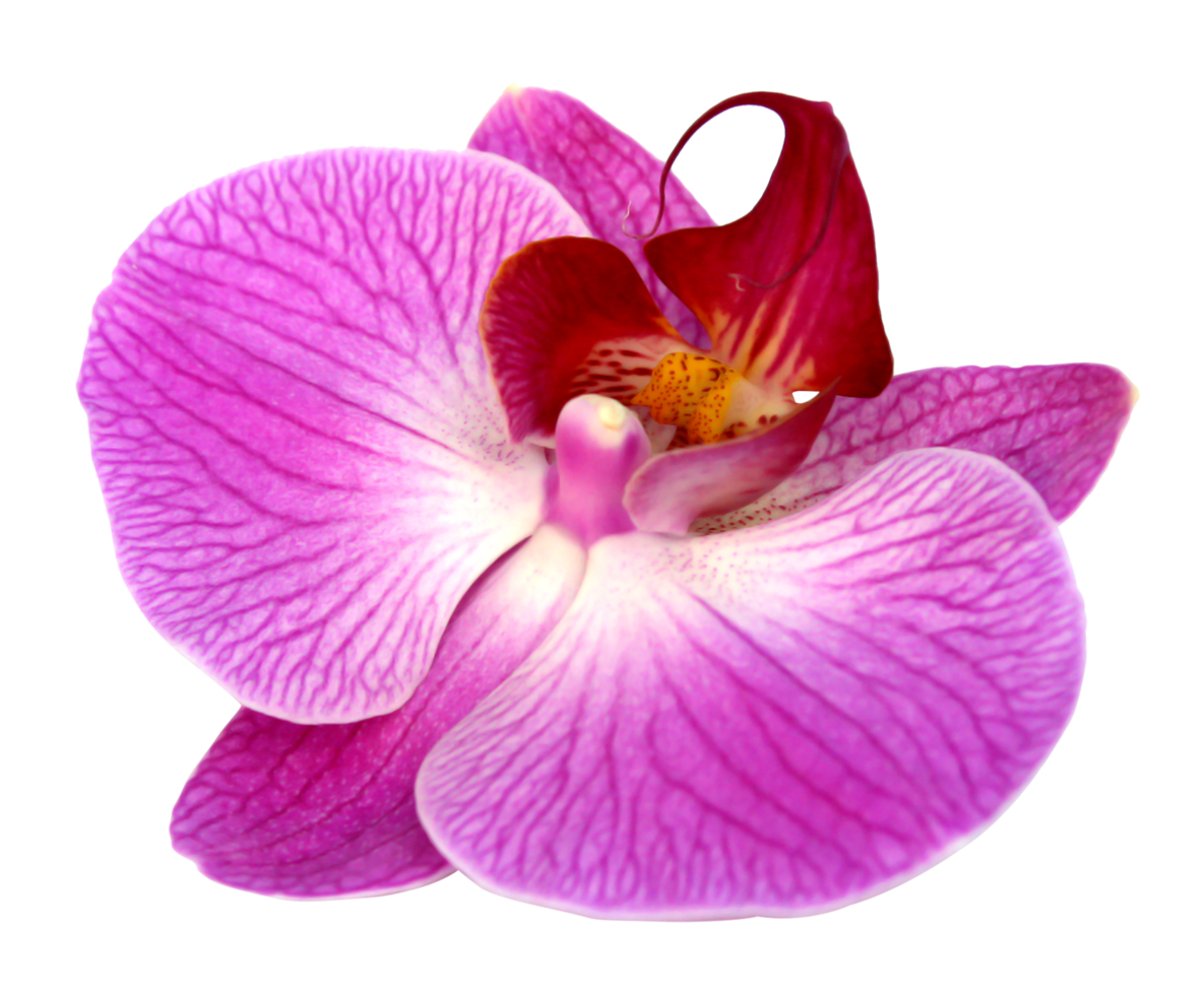 pink orchid on transparent background png