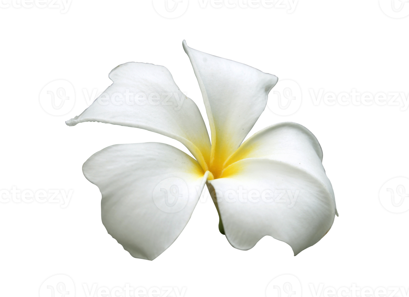 fleur de frangipanier tropicale png