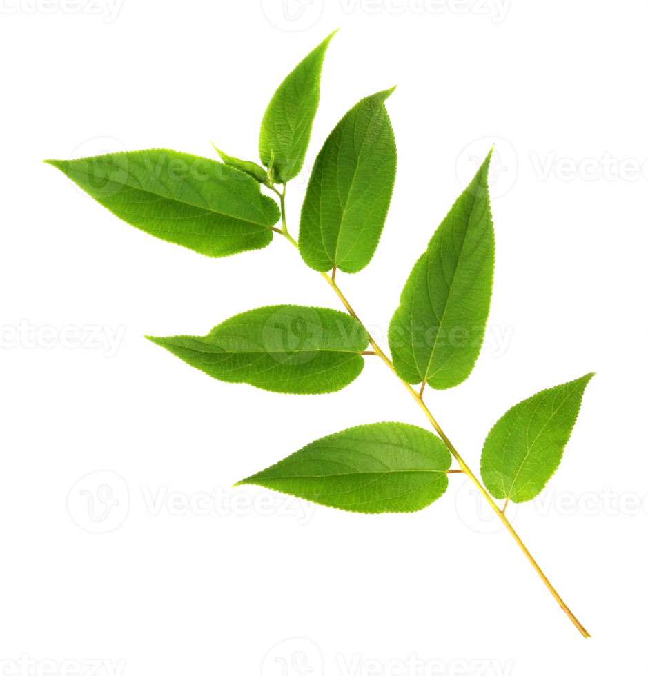 green leaf on transparent background png file