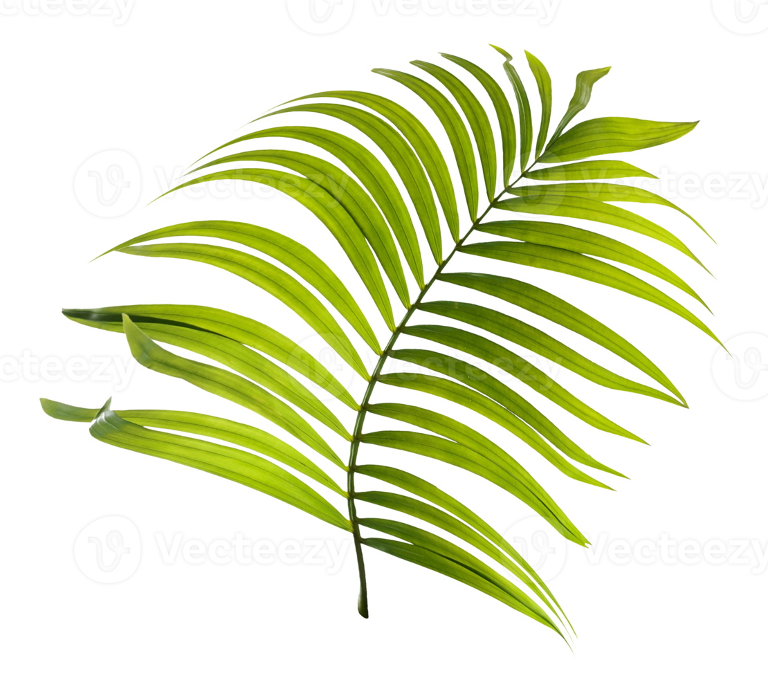 foglie verdi di palma su file png di sfondo trasparente