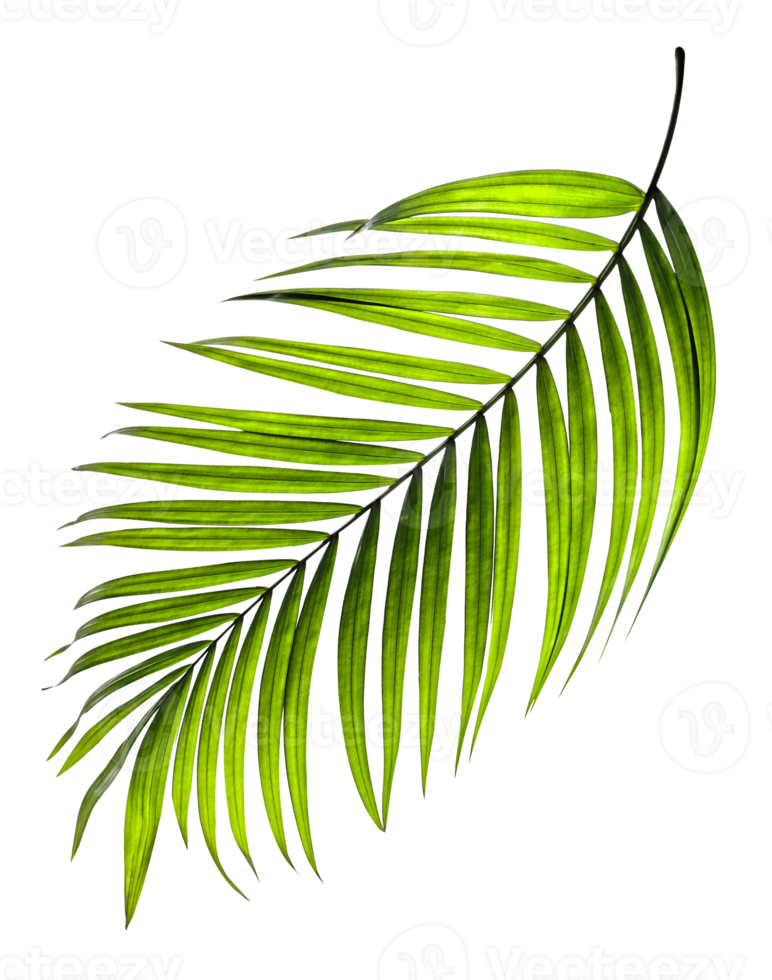 Green leaves of palm tree on transparent background png file