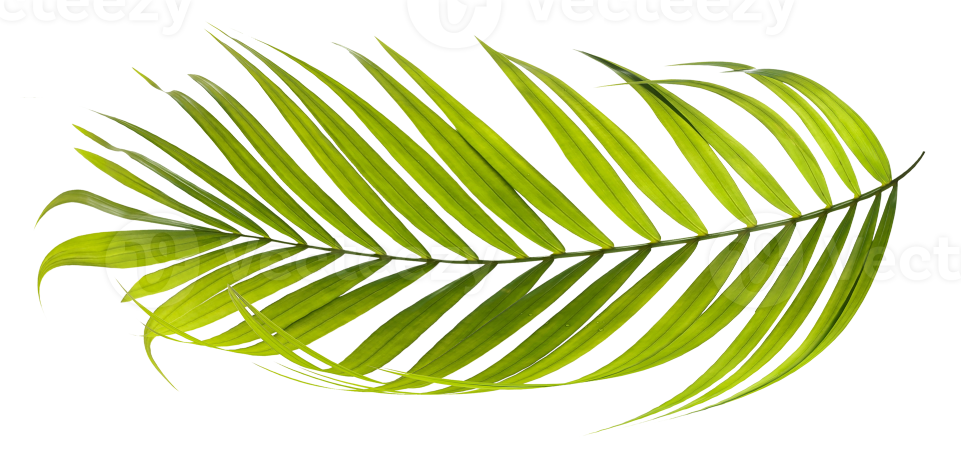 Green leaves of palm tree on transparent background png file