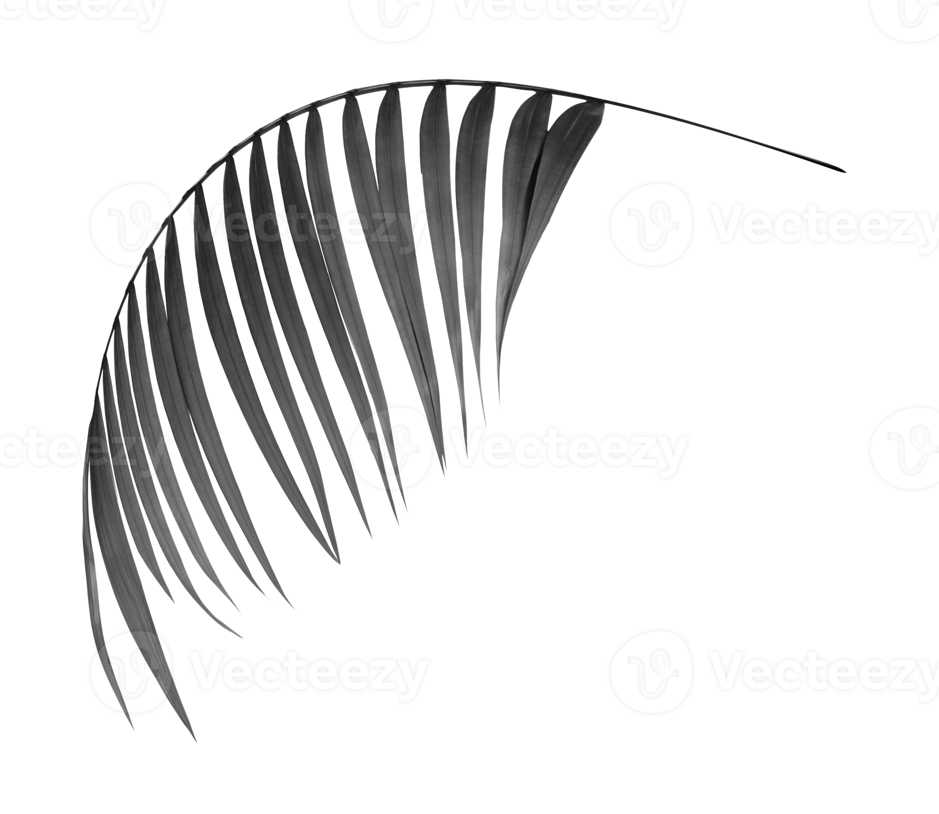 black leaves of palm tree on transparent background png file 9308391 PNG
