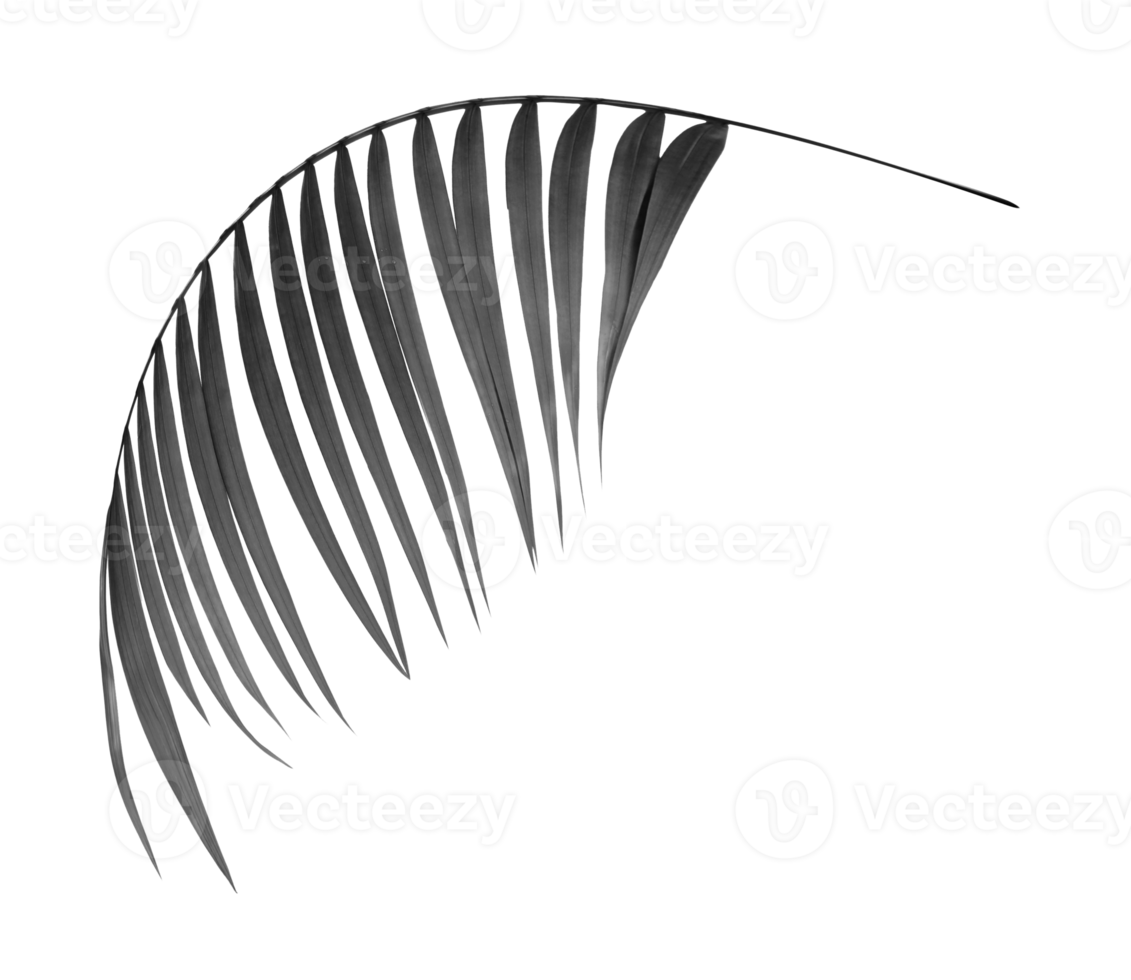 zwarte bladeren van palmboom op transparante achtergrond png-bestand png