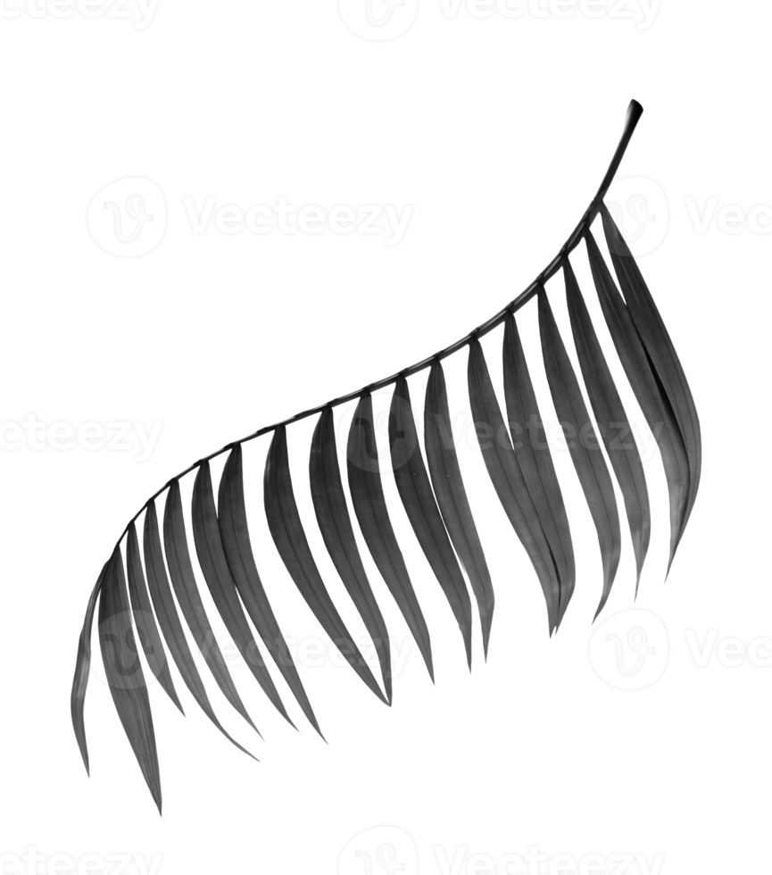 zwarte bladeren van palmboom op transparante achtergrond png-bestand png