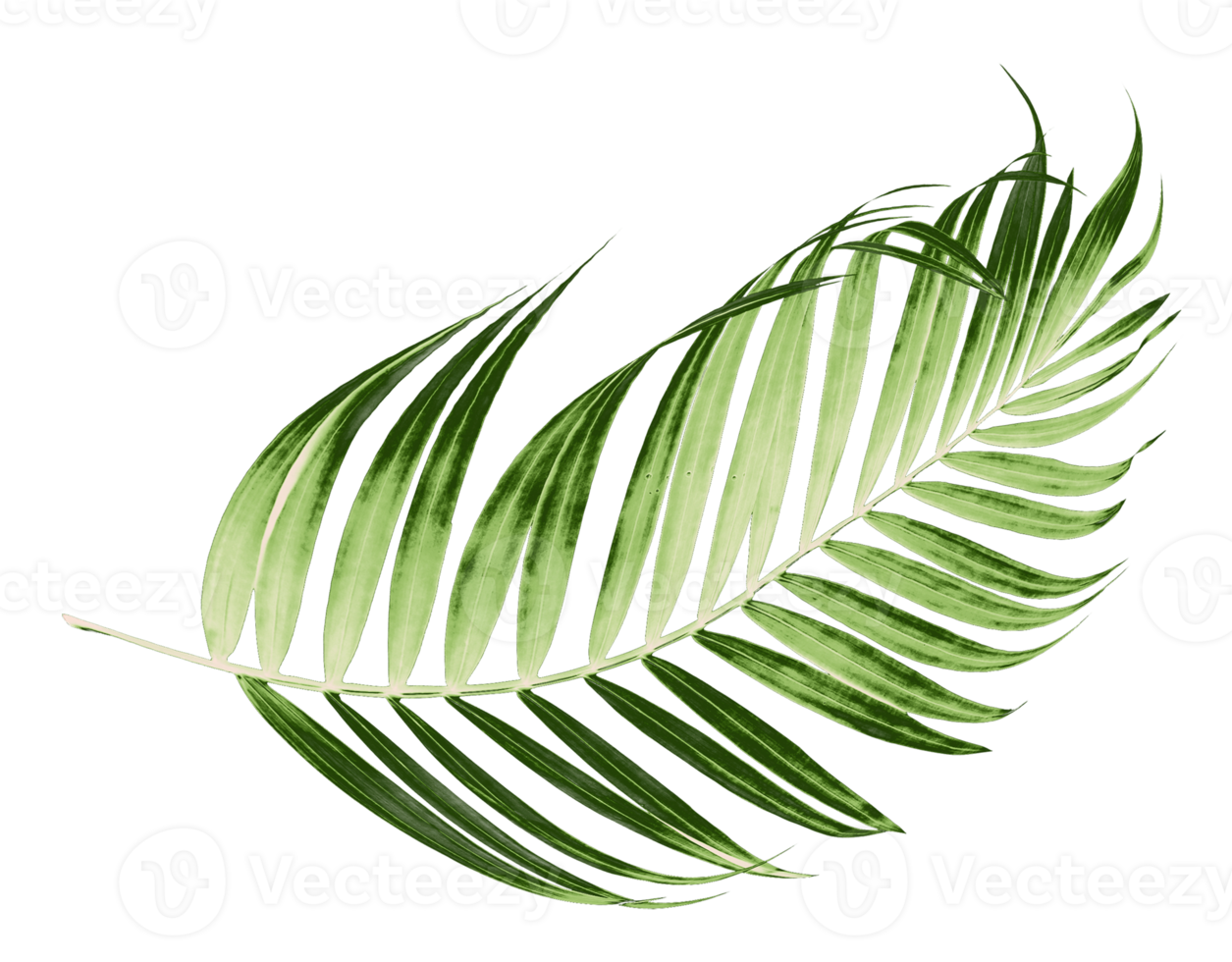 Green leaves of palm tree on transparent background png file