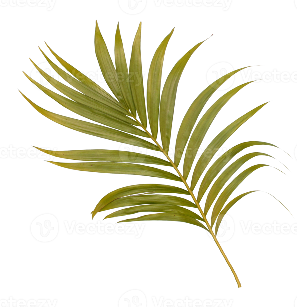 Green leaf of palm tree isolated on transparent  background png file