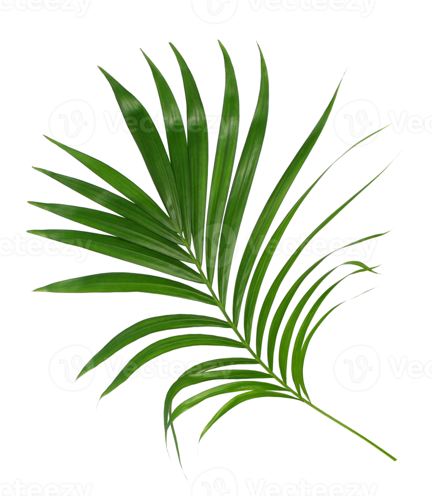 Green leaf of palm tree isolated on transparent background png file