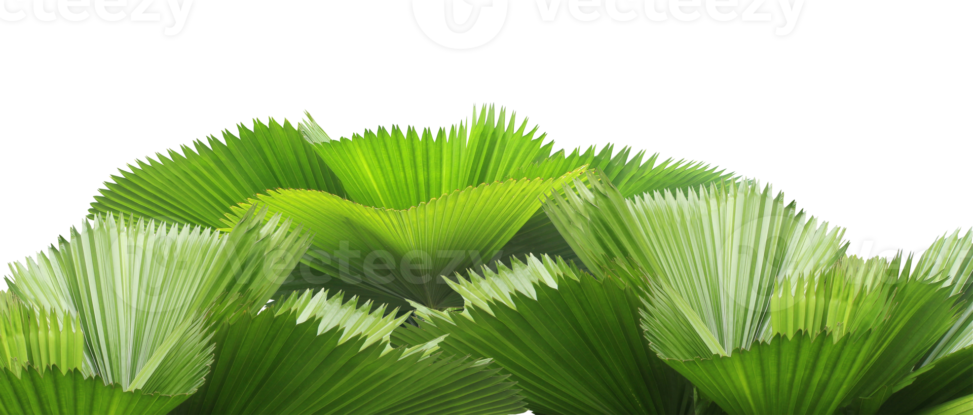 leaves of palm tree isolated on transparent background png file
