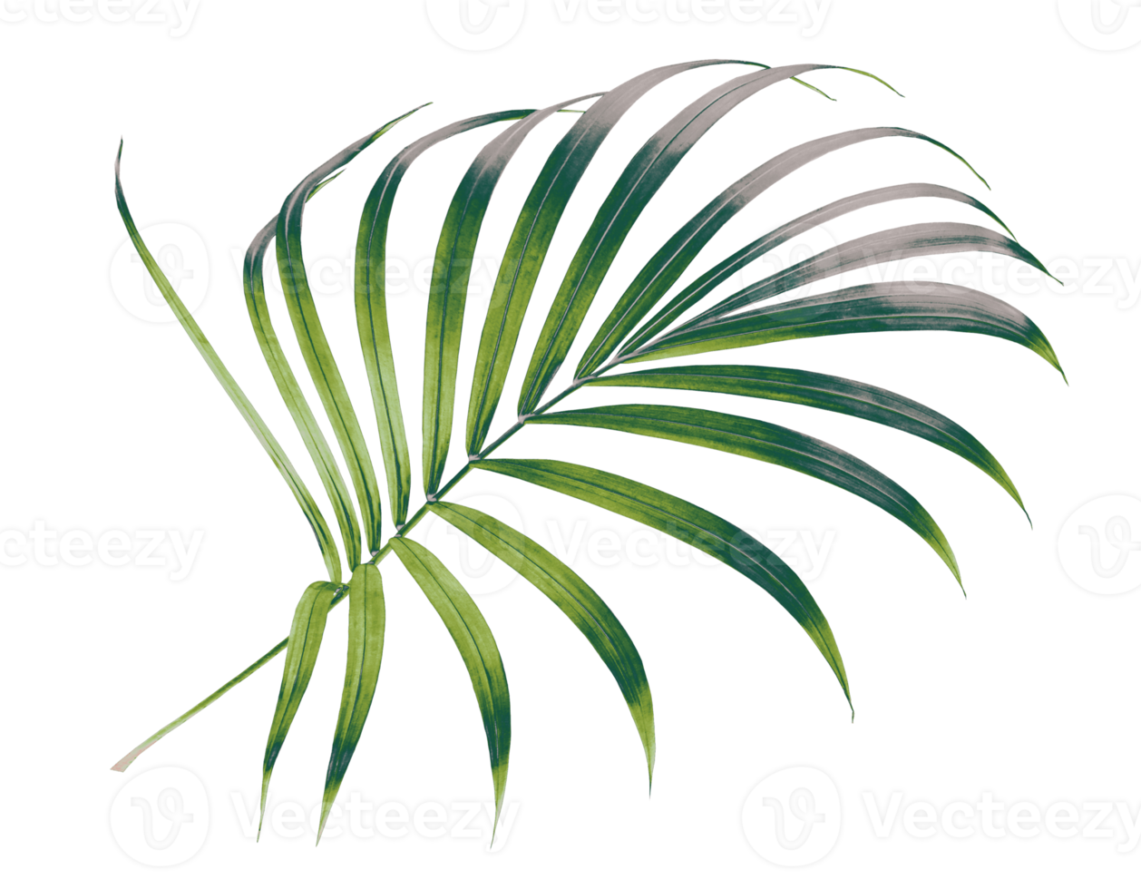 palm tree leaf on transparent background png file