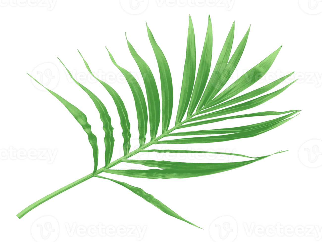 feuille verte de palmier isolé sur fond transparent fichier png