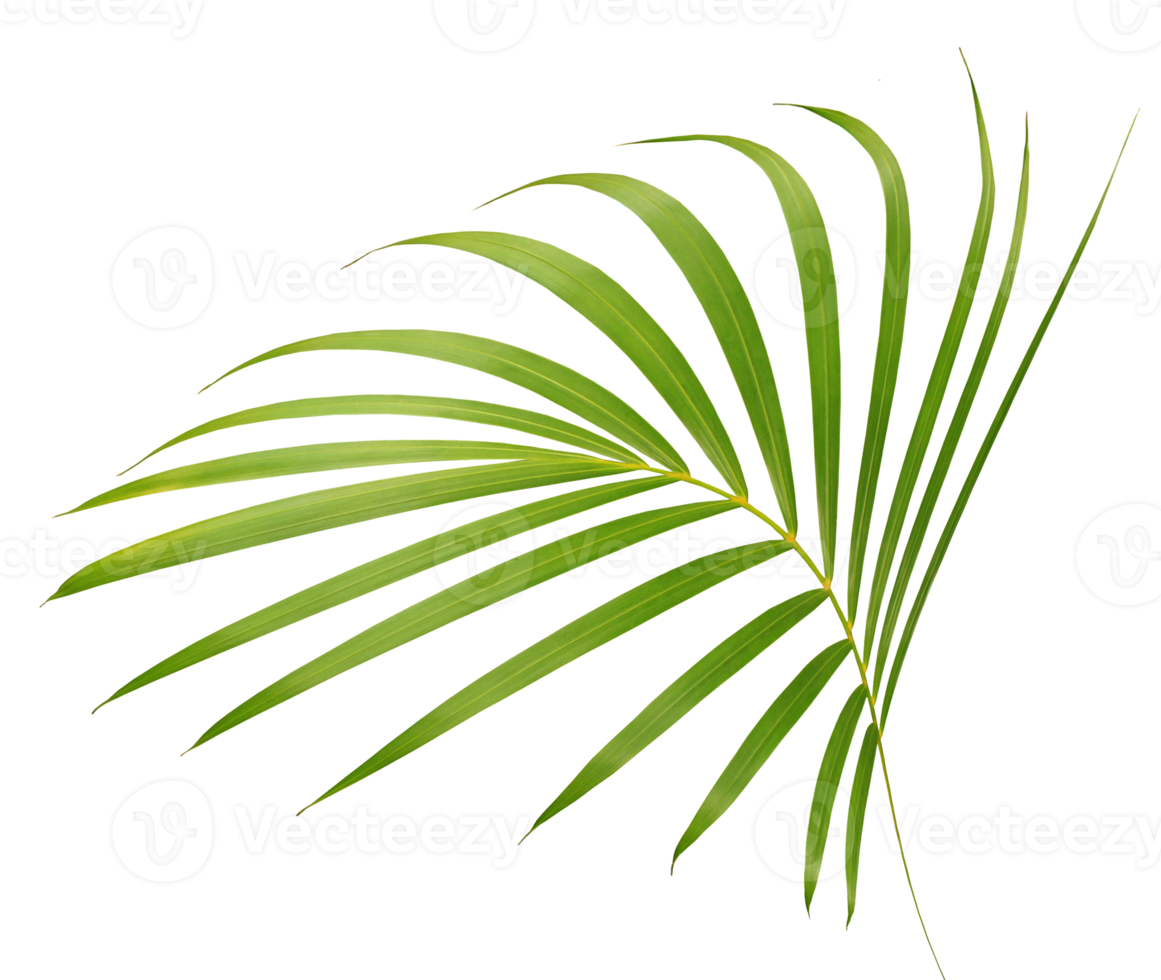 hoja de palmera en archivo png de fondo transparente